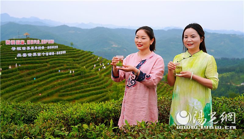 2022年“国际茶日”国家唯一分会场活动在安康平利启动